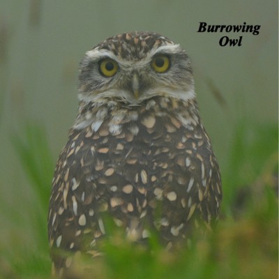 Burrowing Owl